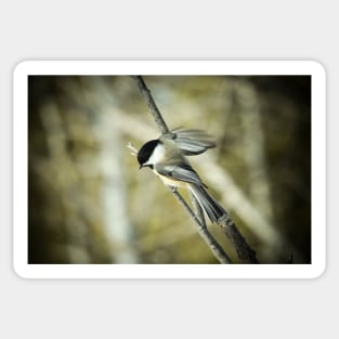 Vintage style photograph of a chickadee Sticker